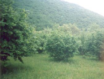 'Paradise Of The World' - Photo one