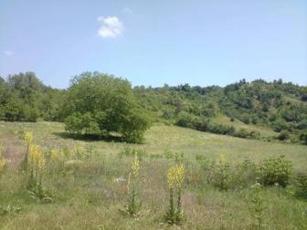 '20000m2 land with an old style house in Virce' - Photo one