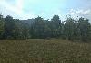Plot for residential house in Oreshak - Photo three