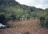 Forest - Photo four