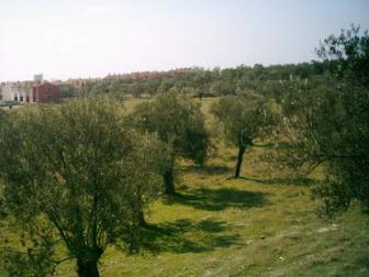 '12.000 m� building land in Ayvalik Turkey' - Photo one