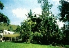 Glo-con : Castle for sale and castle for accomodation listing in Glo-con's international castle directory - Photo seven